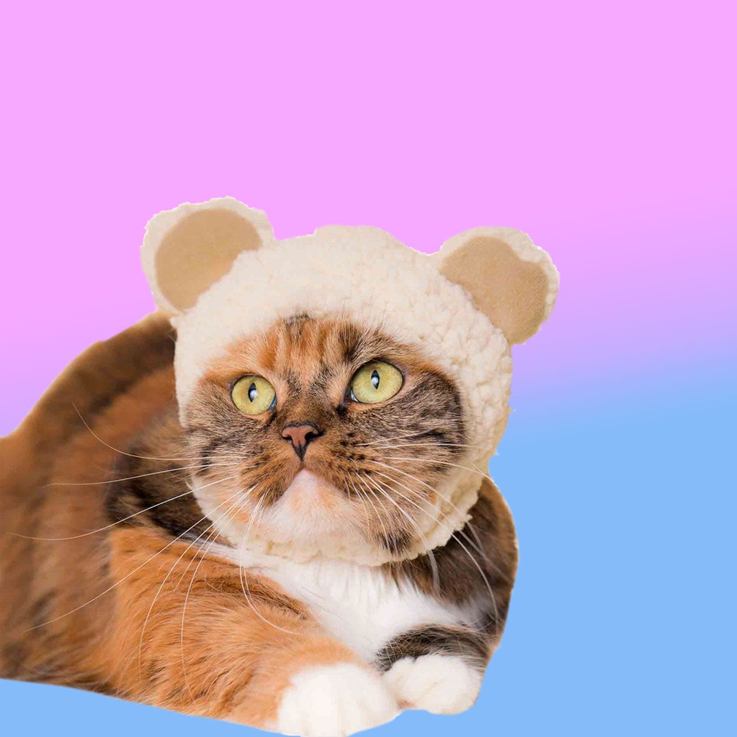 Cat Cap Blind Box Ci Bear Cat - Cap - Dad Gifts - for Mom -