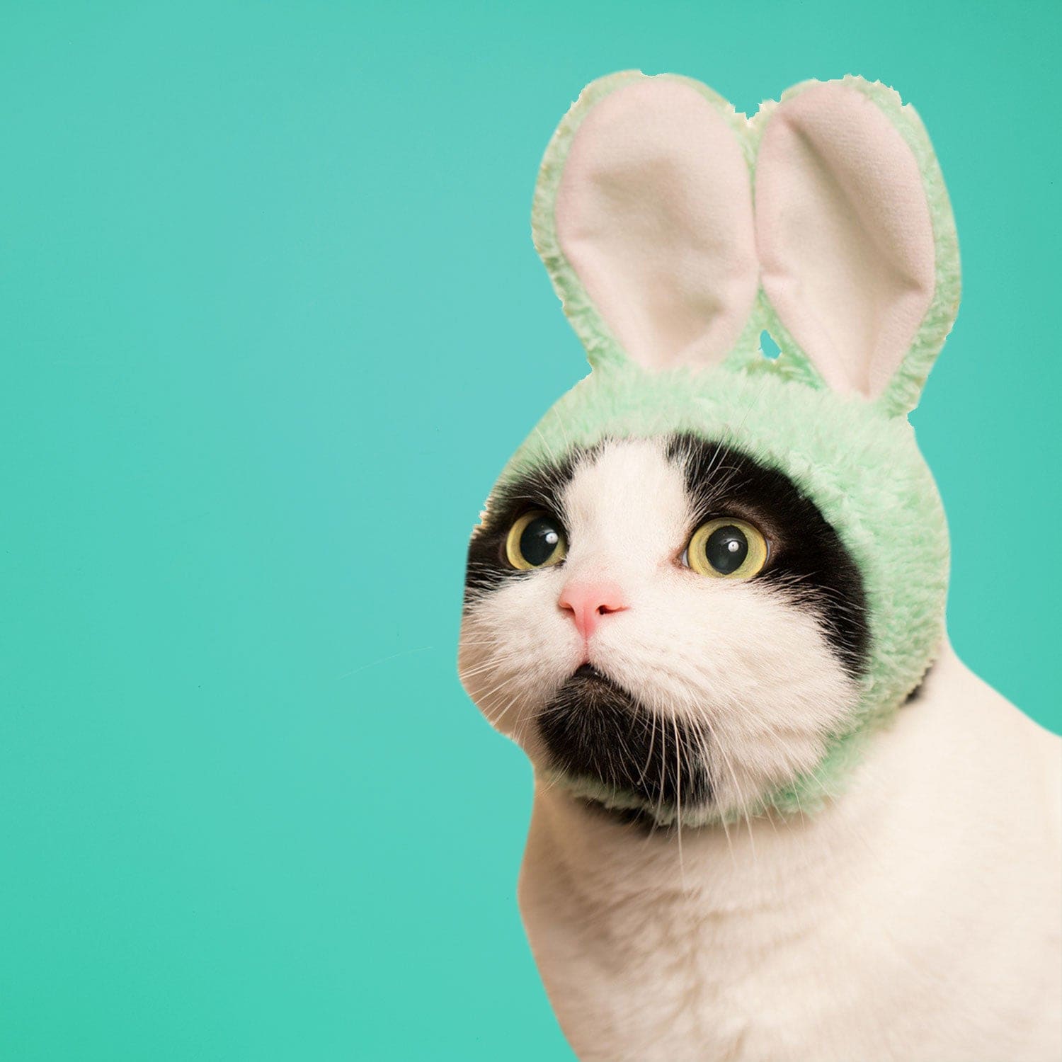 Cat Cap Blind Box Ci Rabbit Grabngo2022 - Groupbycolor