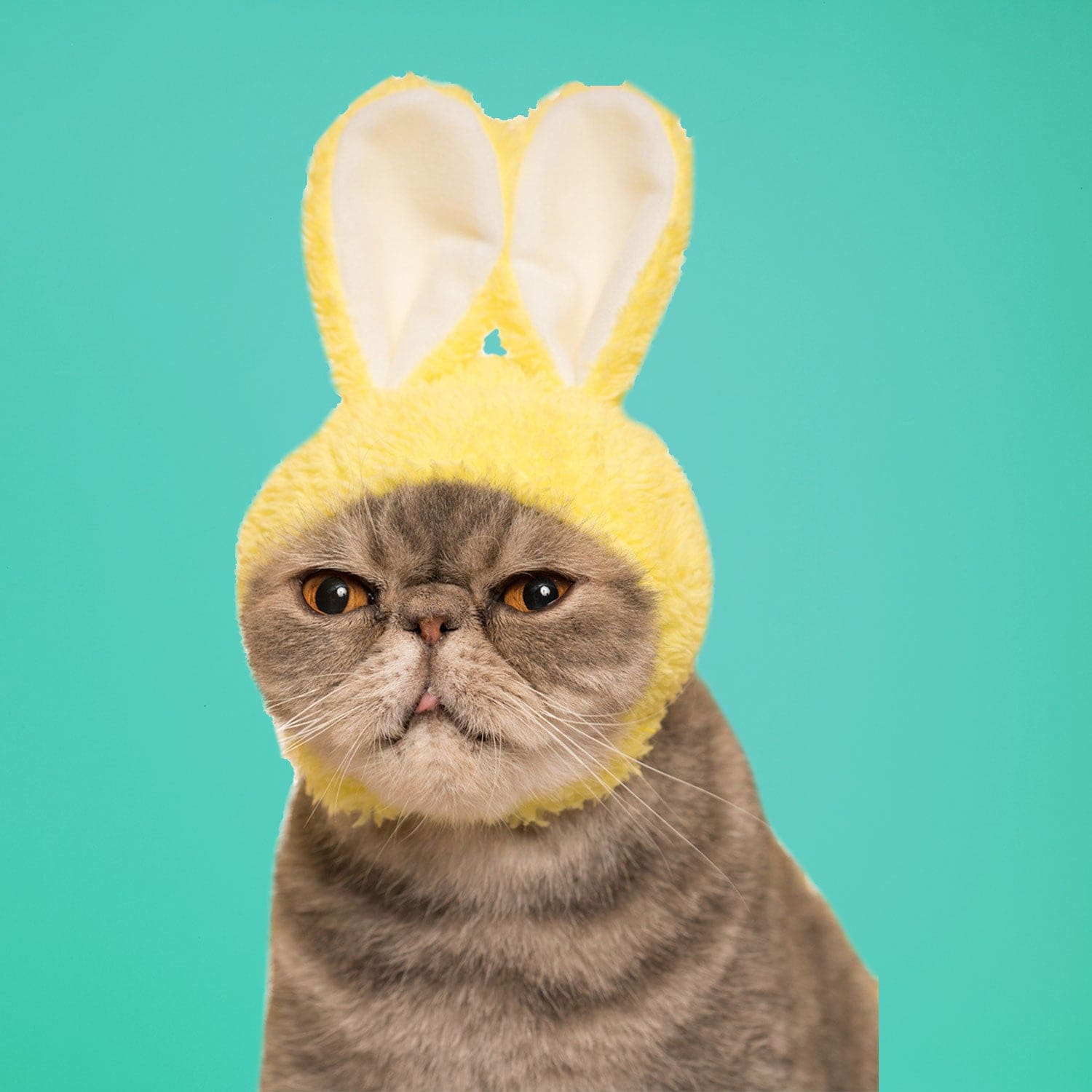 Cat Cap Blind Box Ci Rabbit Grabngo2022 - Groupbycolor