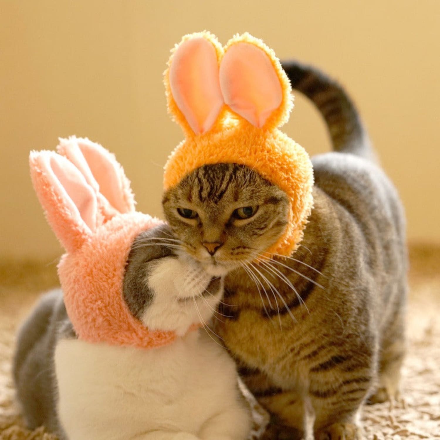 Cat Cap Blind Box Ci Rabbit Grabngo2022 - Groupbycolor