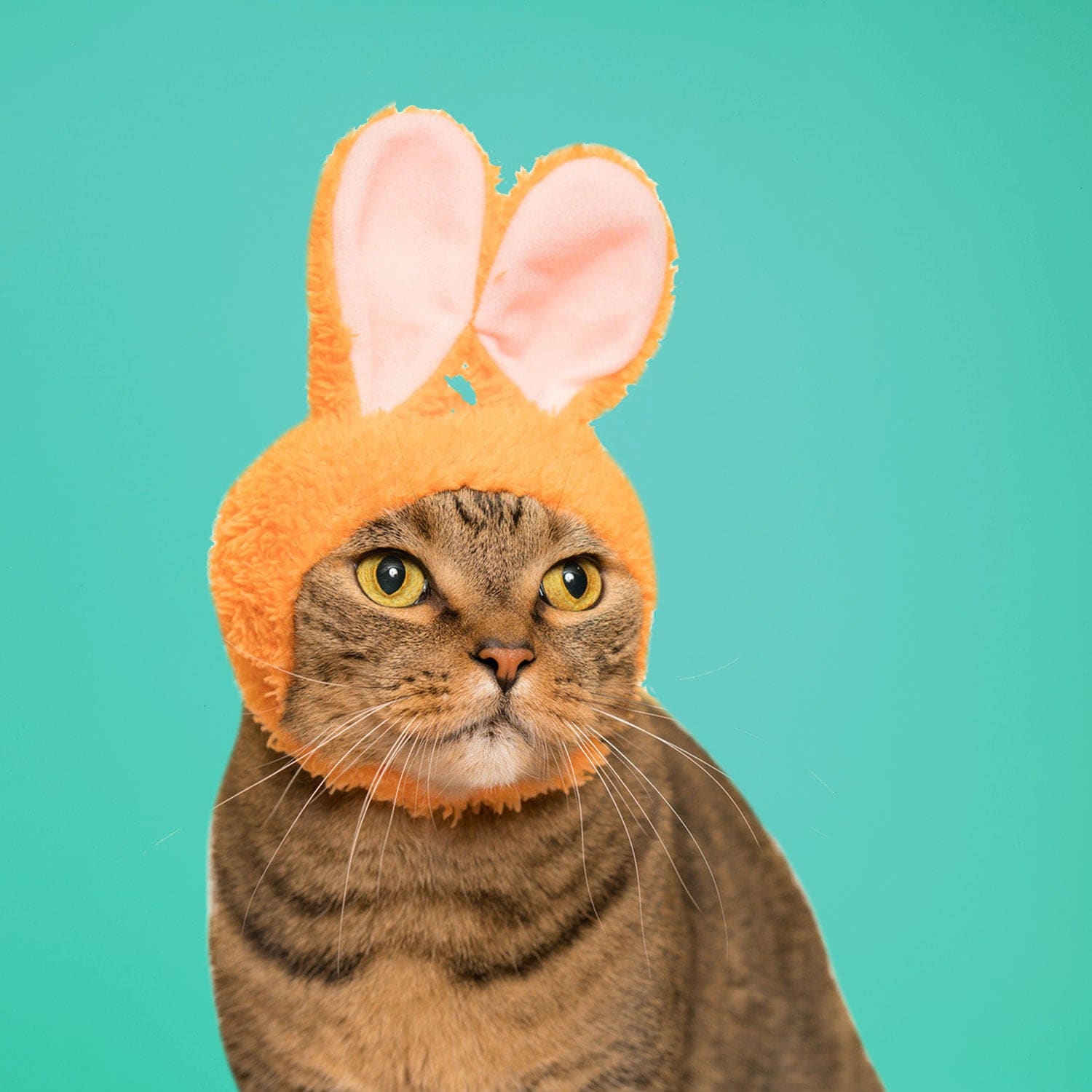 Cat Cap Blind Box Ci Rabbit Grabngo2022 - Groupbycolor