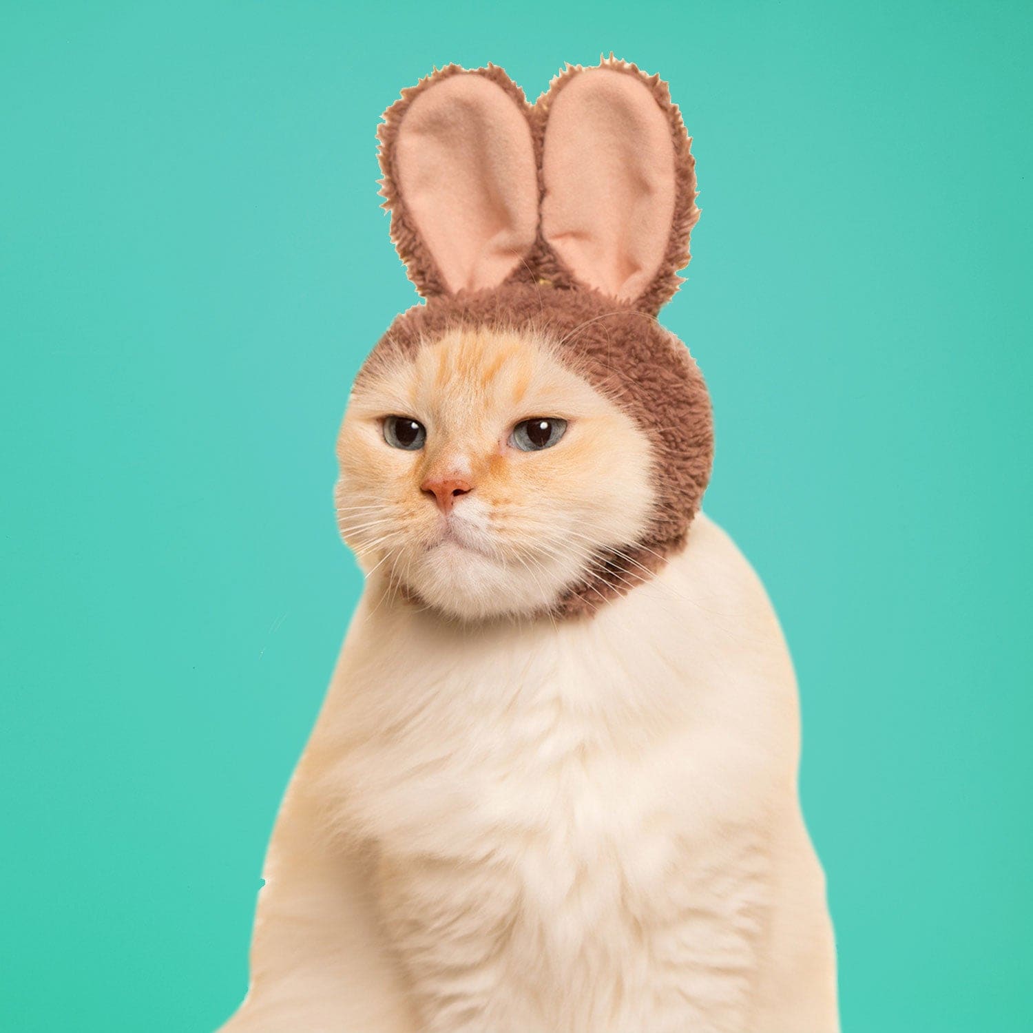 Cat Cap Blind Box Ci Rabbit Grabngo2022 - Groupbycolor