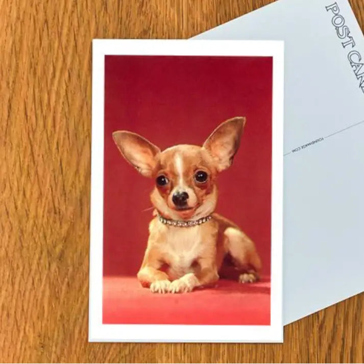 Chihuahua Postcard | Friends Nyc Brooklyn Ny