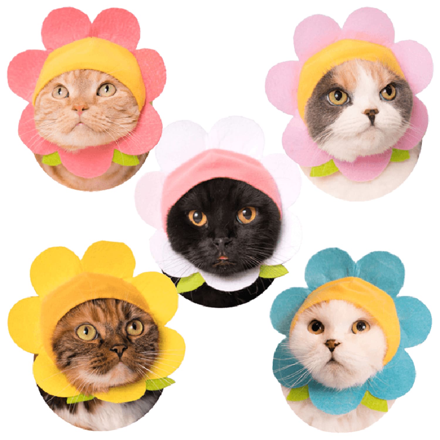 Cat Cap Flower Hat Cat, Cat Hat, Costume, Flower, Flowers