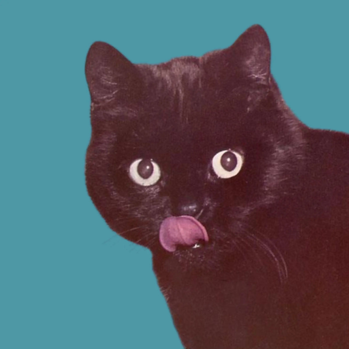 Black Cat Licking Chops Postcard | Friends Nyc Brooklyn Ny