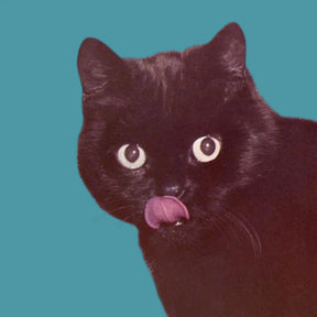 Black Cat Licking Chops Postcard | Friends Nyc Brooklyn Ny
