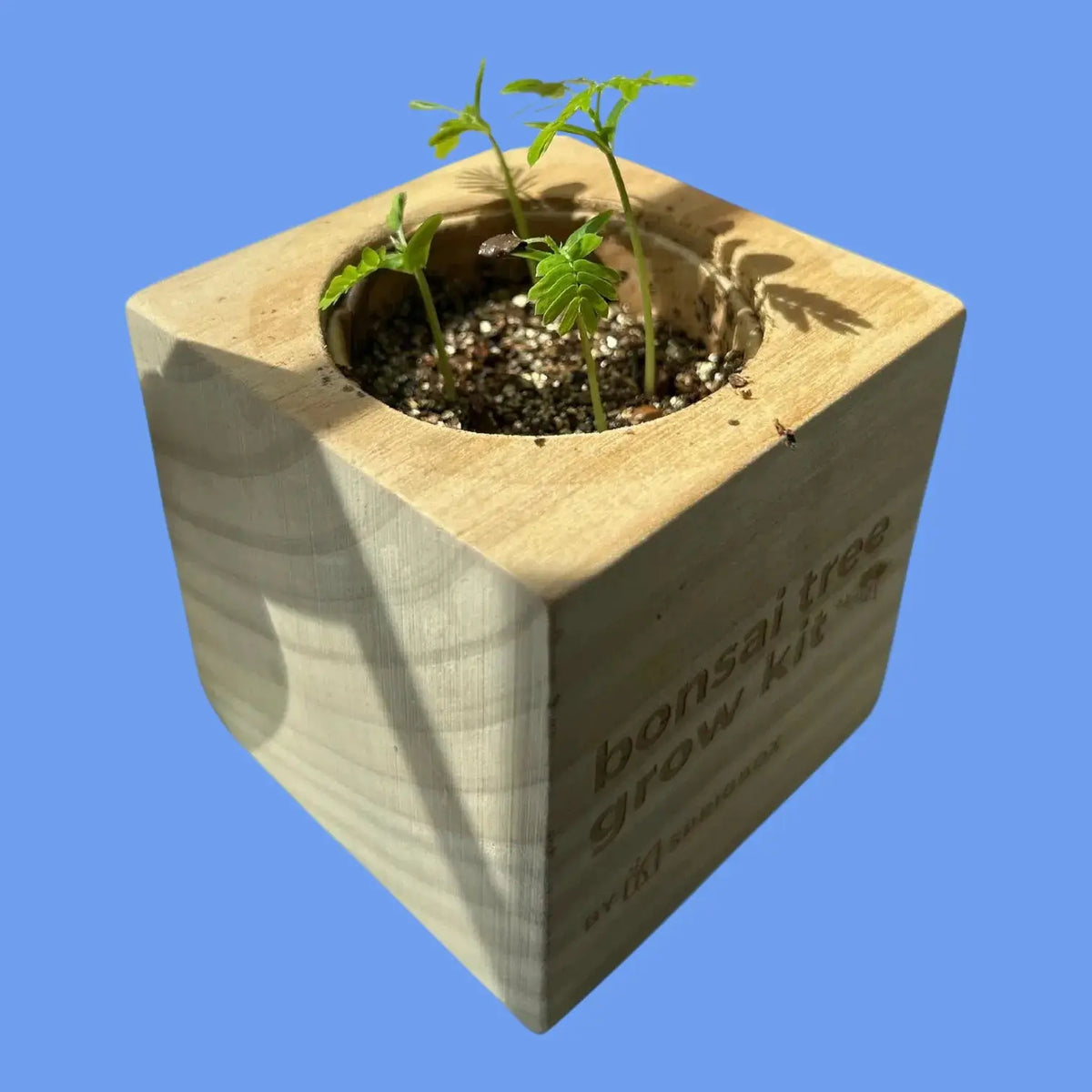 Bonsai Tree Grow Kit | Friends Nyc Brooklyn Ny