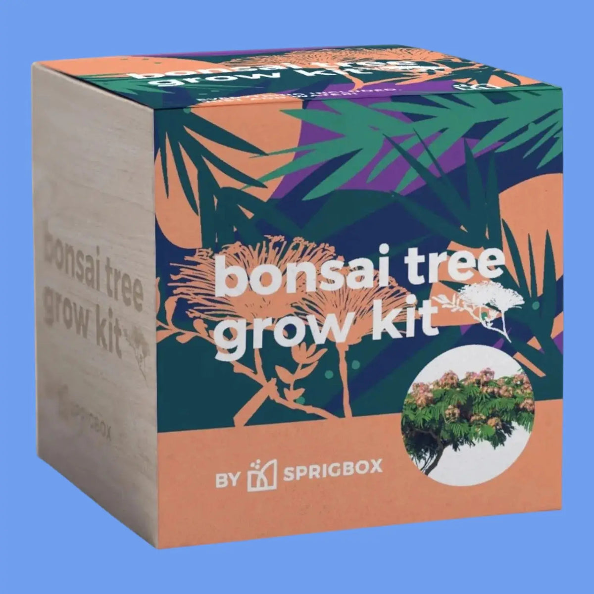 Bonsai Tree Grow Kit | Friends Nyc Brooklyn Ny