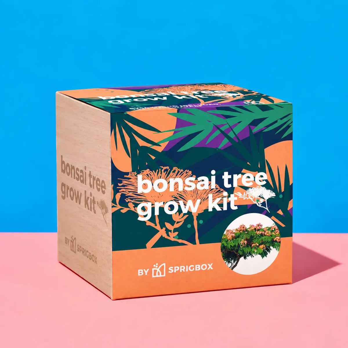 Bonsai Tree Grow Kit | Friends Nyc Brooklyn Ny