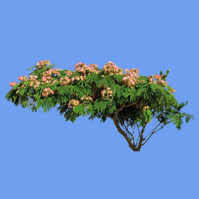 Bonsai Tree Grow Kit | Friends Nyc Brooklyn Ny