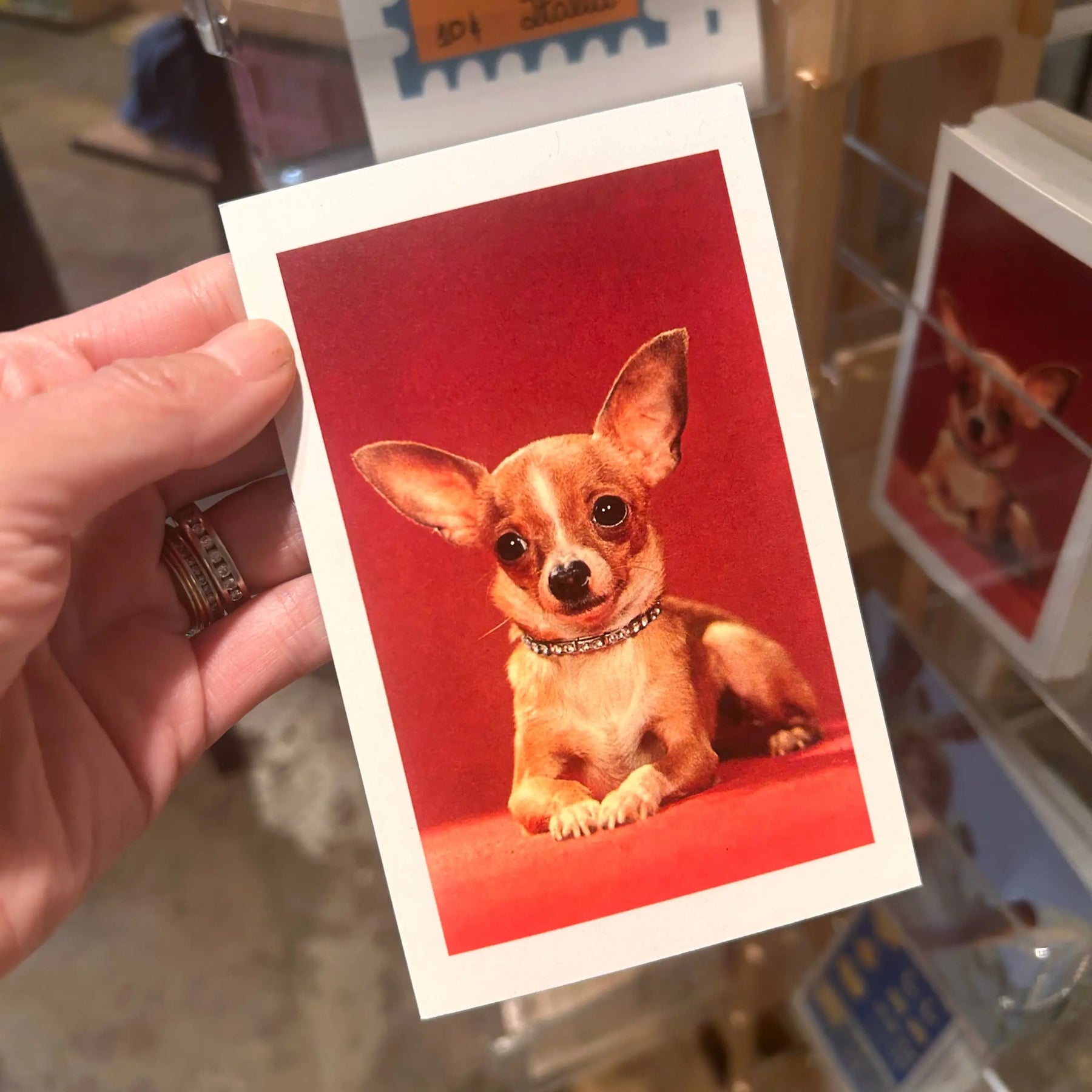 Chihuahua Dog Postcard | Friends Nyc Brooklyn Ny