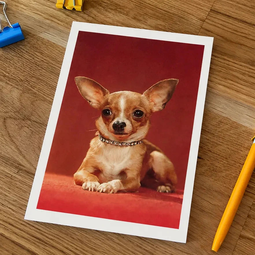 Chihuahua Postcard | Friends Nyc Brooklyn Ny