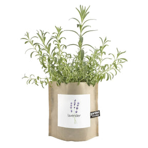 Garden in a Bag - Lavender Flowers, Garden in a Bag, 