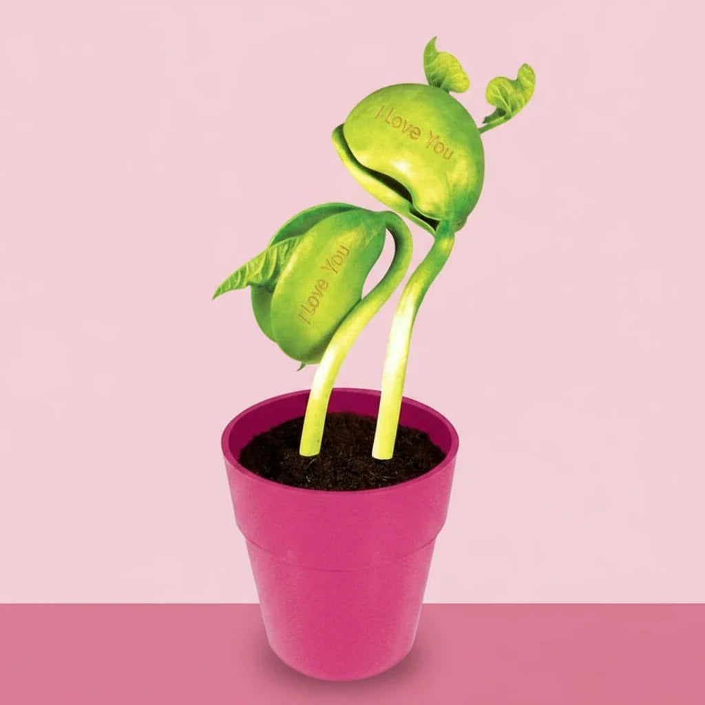 I Love you Bean Grow Kit - Message | Friends Nyc Brooklyn Ny