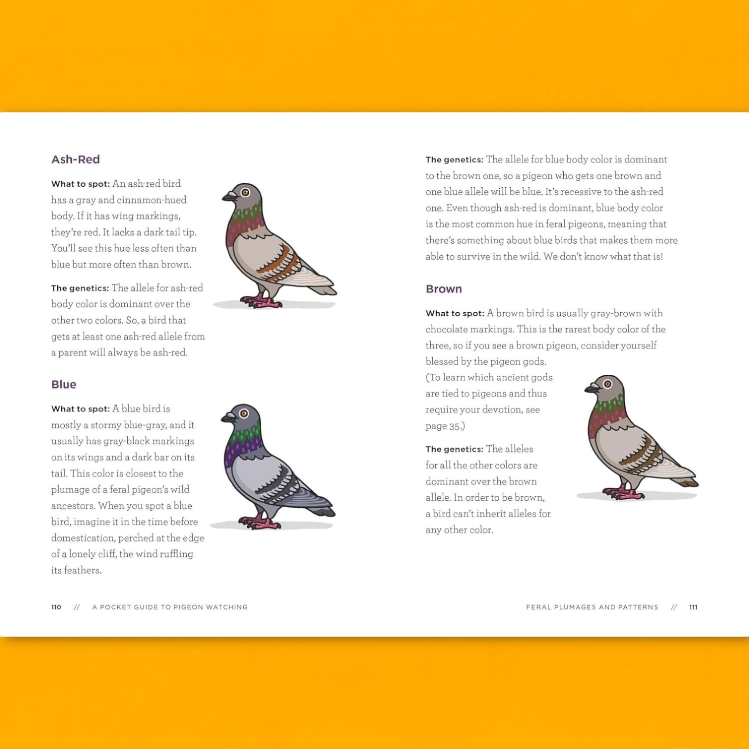 A Pocket Guide to Pigeon Watching Web1024 - Xpsd1024a