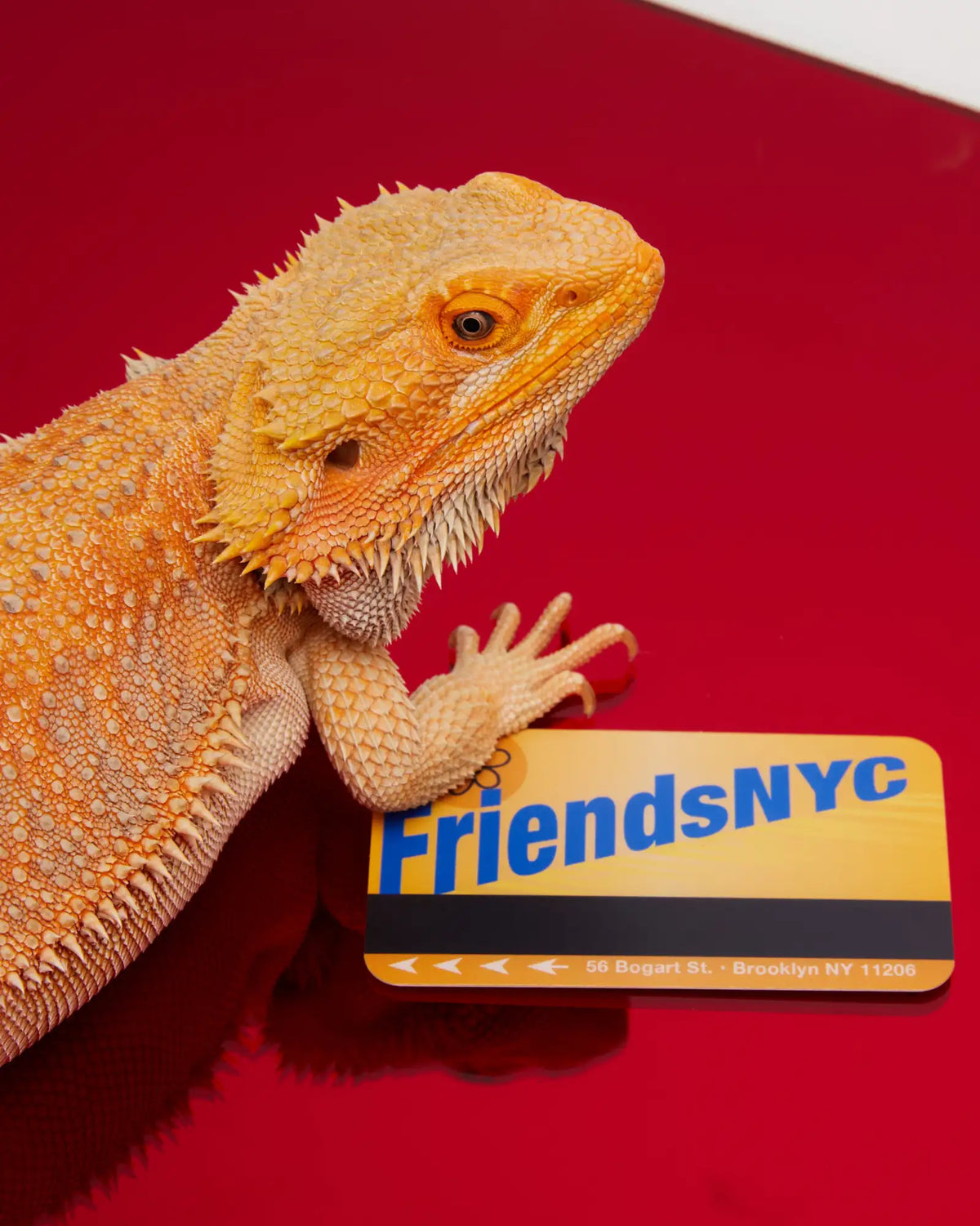 Bearded dragon on a red background with a 'FriendsNYC' card. BK NYC Gifts