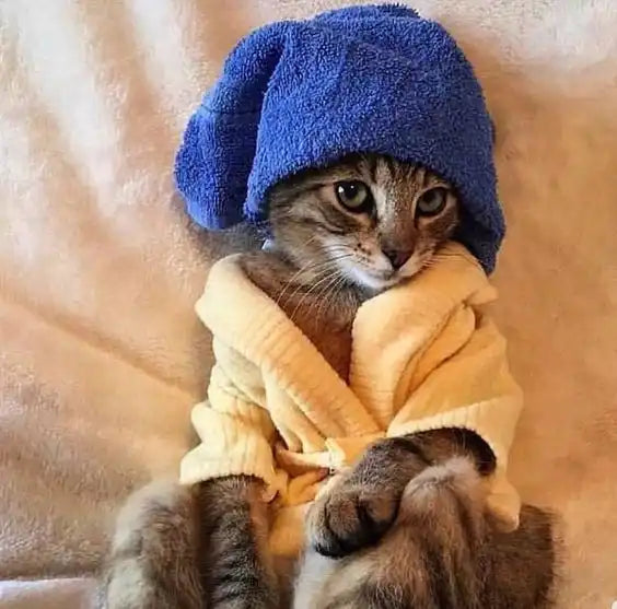 Tabby cat wearing a blue winter hat and yellow sweater.