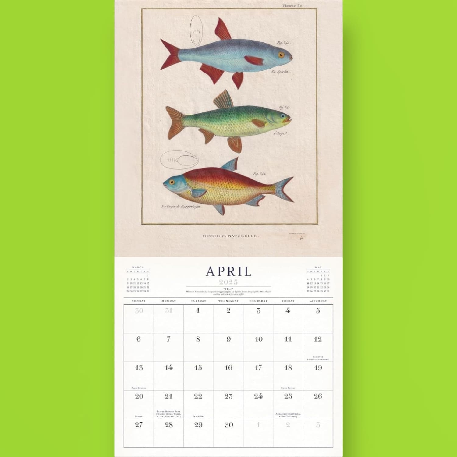 World of John Derian - 2025 Wall Calendar Art - Calendar