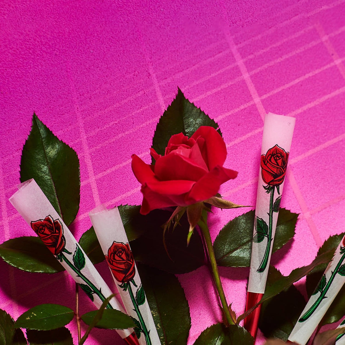 Printed Cones 8 Pack Rose Cannaaugust - Groupbycolor
